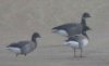 Pale-bellied Brent Goose at Two Tree Island (West) (Paul Griggs) (14984 bytes)