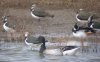 Pale-bellied Brent Goose at Two Tree Island (West) (Paul Griggs) (56022 bytes)