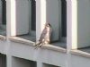 Peregrine Falcon at Baxter Avenue Southend (Don Petrie) (26344 bytes)