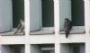 Peregrine Falcon at Baxter Avenue Southend (Don Petrie) (43970 bytes)