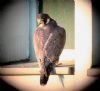 Peregrine Falcon at Baxter Avenue Southend (Don Petrie) (59372 bytes)