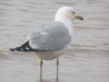 Ring-billed Gull at Westcliff Seafront (Paul Griggs) (33452 bytes)