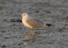 Ring-billed Gull at Westcliff Seafront (Steve Arlow) (49266 bytes)