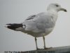 Ring-billed Gull at Westcliff Seafront (Steve Arlow) (52854 bytes)