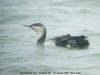 Red-throated Diver at Southend Pier (Steve Arlow) (59092 bytes)