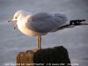 Ring-billed Gull at Westcliff Seafront (Steve Arlow) (78453 bytes)