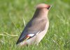 Waxwing at Highlands Boulevard, Leigh (Paul Griggs) (34660 bytes)
