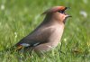 Waxwing at Highlands Boulevard, Leigh (Paul Griggs) (33280 bytes)
