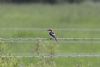 Woodchat Shrike at West Canvey Marsh (RSPB) (Martin Cracknell) (34346 bytes)