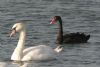 Black Swan at Paglesham Lagoon (Don Petrie) (73380 bytes)