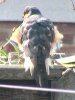 Sparrowhawk at Applerow, Eastwood (Don Petrie) (99410 bytes)