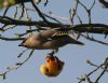 Waxwing at South Benfleet (Don Petrie) (75712 bytes)