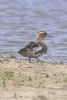 Garganey at West Canvey Marsh (RSPB) (Matt Bruty) (55477 bytes)
